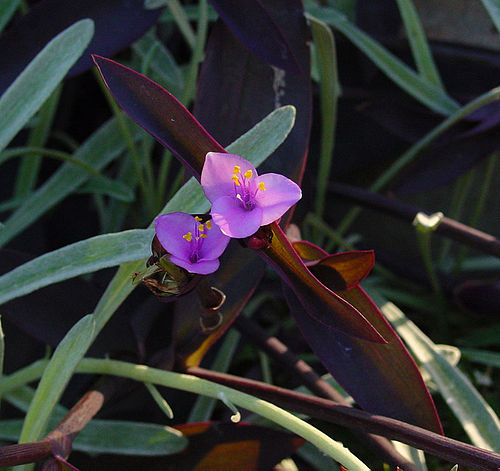 Tradescantia pallida